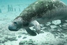 Manatí muerto en Ayapel activa alerta ambiental en humedal protegido de Córdoba