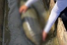 Hallaron un manatí muerto en los humedales de Ayapel y encienden alarmas ambientales