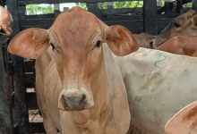 Sahagún se suma a revolución digital ganadera con lanzamiento de SINIGÁN V6