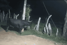 Toros bravos sueltos en Las Flores generan pánico entre habitantes de Lorica