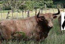 Muere "El Padrino", el toro legendario de las corralejas que marcó época en Córdoba
