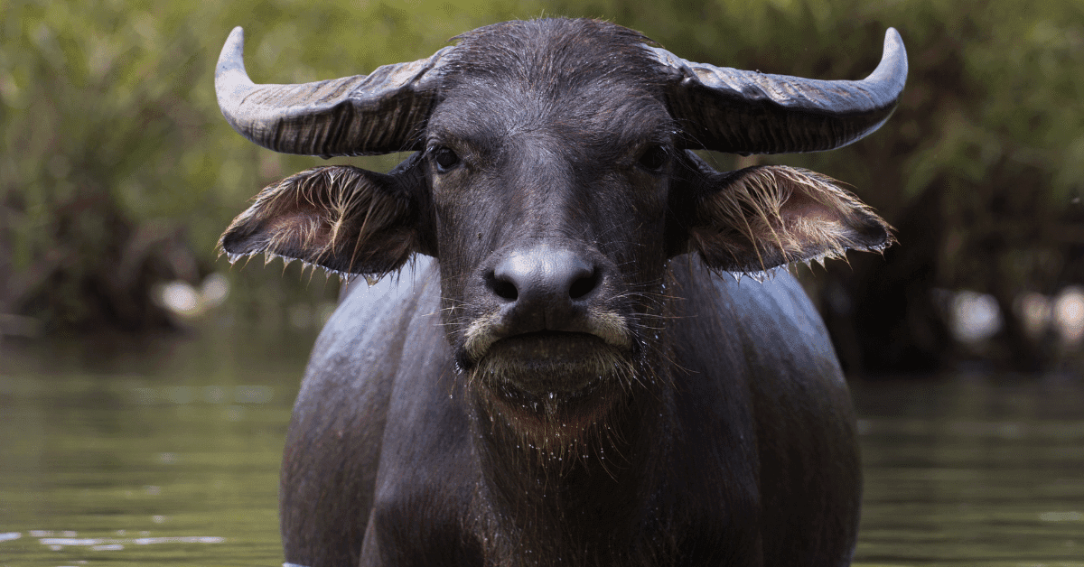 Los búfalos conquistan a los ganaderos cordobeses: producción de leche y quesos en auge