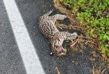 Tigrillo muerto en Momil genera alarma por amenaza a la fauna silvestre
