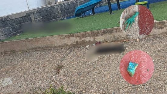 Consternación en Sahagún por muerte masiva de perros en San Antonio