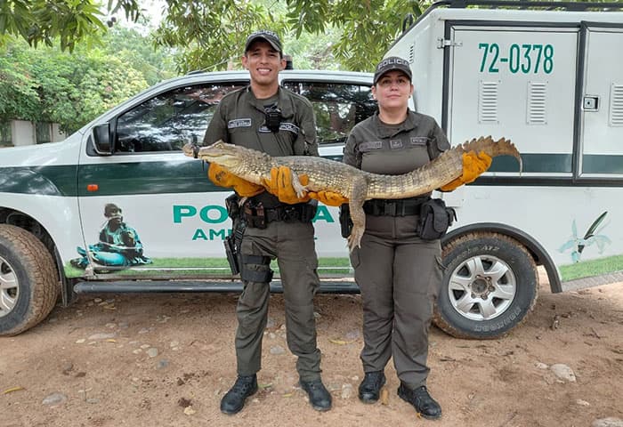 Policía rescata babilla en parque La Provincia tras intensas lluvias en Valledupar