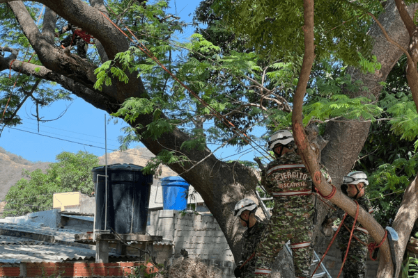 Santa Marta tumba árbol inclinado en Ciudadela 29 de Julio y promete reforestar la zona