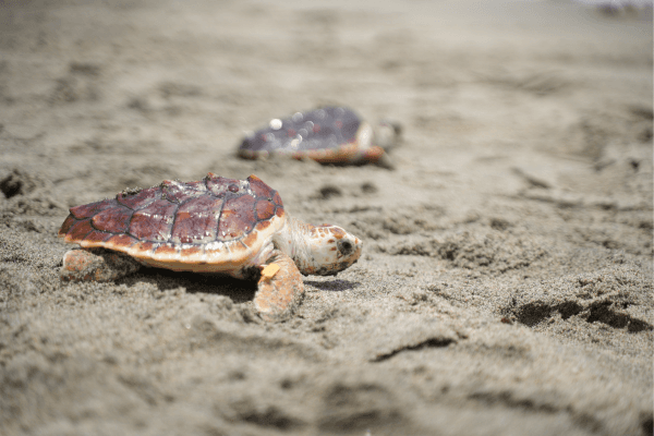 Dos décadas de trabajo conjunto salvan a miles de tortugas marinas en el Caribe colombiano