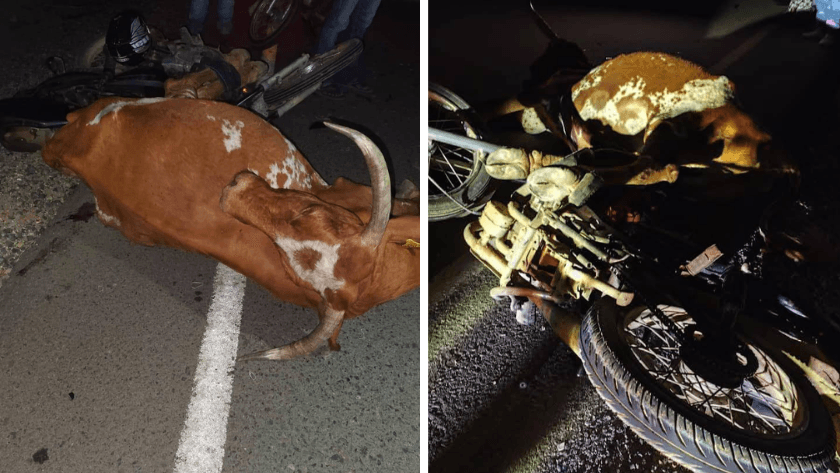 Motociclista wayuu resulta herido tras chocar con una vaca en la vía a Uribia