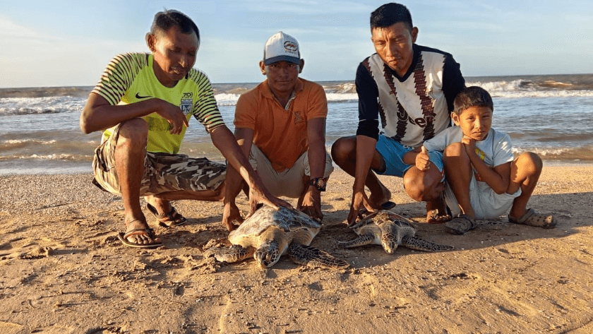 Pescadores de Bahía Hondita liberan tres tortugas verdes rescatadas de las redes