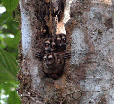 Río Magdalena, no las montañas, es la verdadera barrera entre dos especies de monos nocturnos