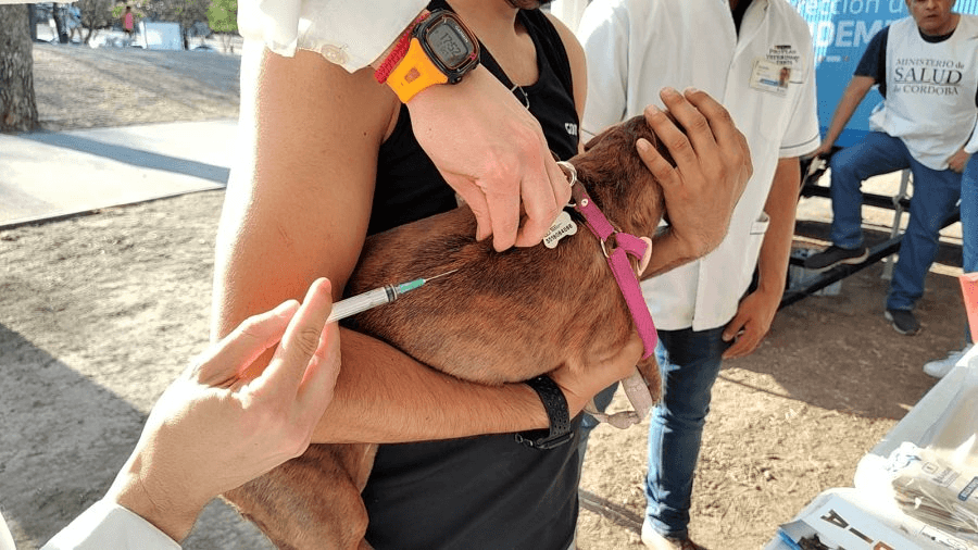 Vacunación antirrábica gratuita para mascotas en Córdoba durante el Día del Animal