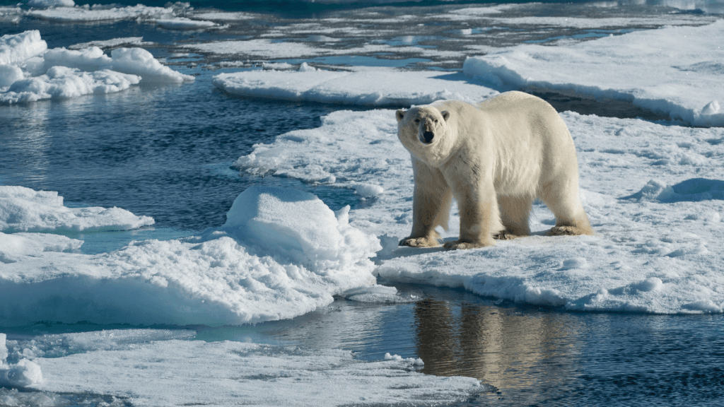 Osos polares en Noruega desafían el cambio climático: más gordos y saludables pese al deshielo