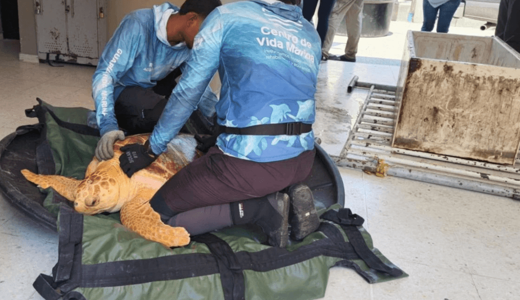 Pescadores salvan tortuga en peligro de extinción atrapada en manglares de Santa Marta