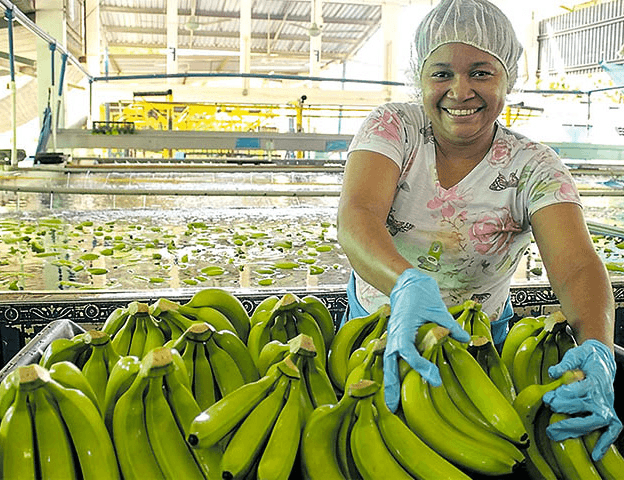 El Magdalena: cuatro de cada diez cajas de banano colombiano que llegan al mundo salen de aquí
