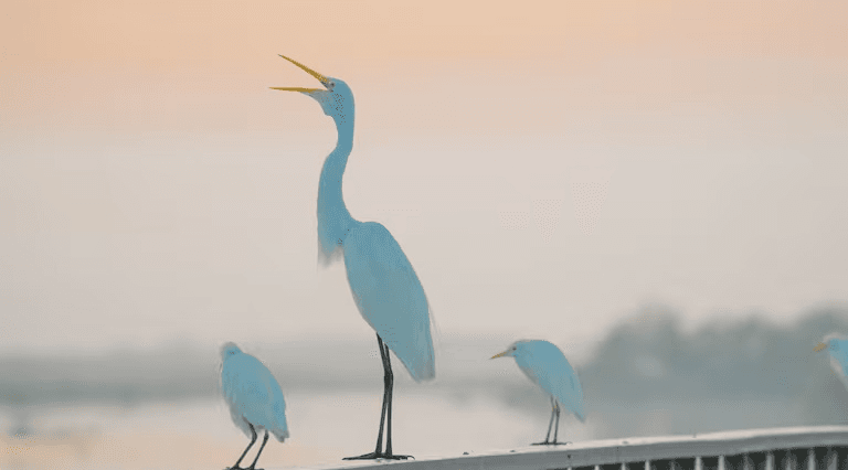 Atlántico se alista para el Global Big Day: once puntos para observar aves este sábado