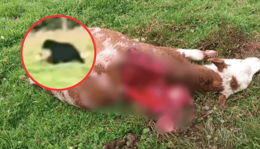 Oso andino aterroriza a campesinos de Roncesvalles: ya son millonarias las pérdidas