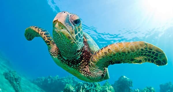 Panamá reúne a 20 países para fortalecer la protección de las tortugas marinas del continente