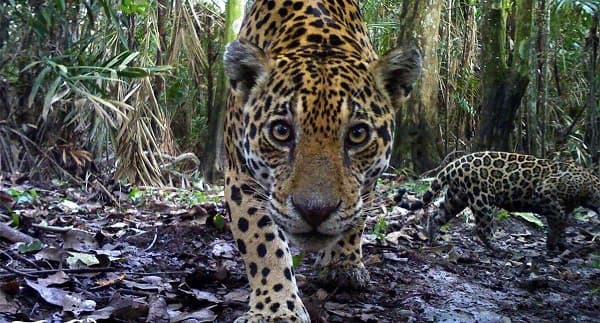 Cada 29 de noviembre se honra al jaguar, el felino más poderoso de América Latina
