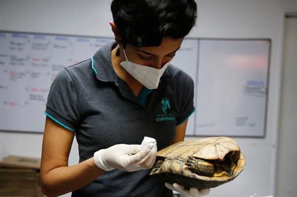 Más de 100 tortugas reciben atención veterinaria en Medellín antes de volver a la libertad