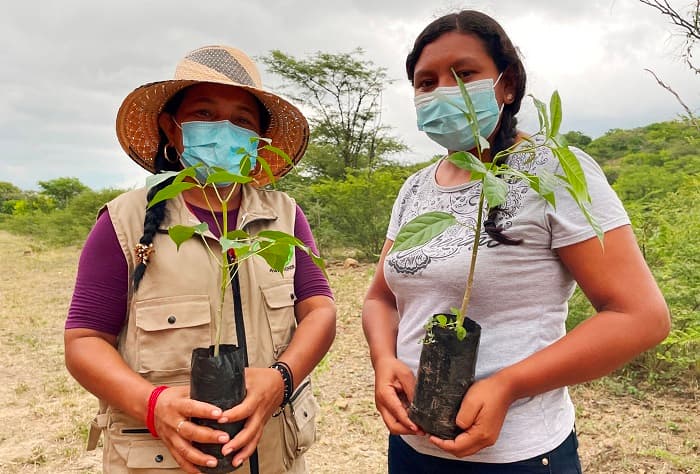 Comunidades indígenas y Cerrejón reforestan La Guajira con 27 mil plantas nativas