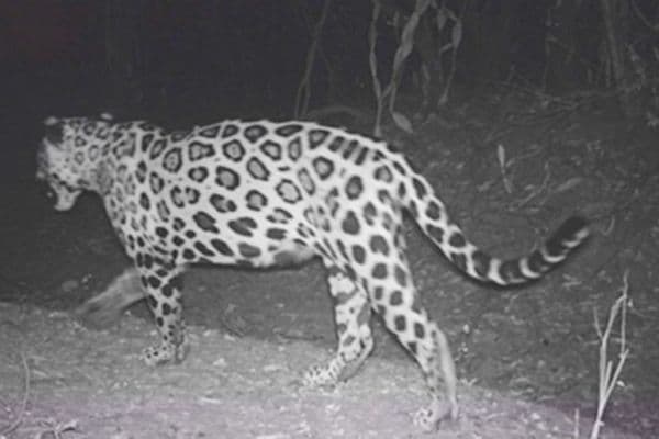 Después de 40 años, el jaguar vuelve a La Guajira: reportan 10 avistamientos