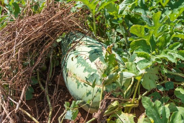 De la mina al sembradío: La Guajira convierte antiguos tajos de carbón en tierras fértiles