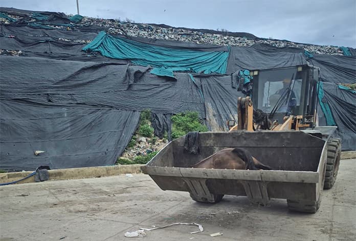 Caballo muere atropellado en la isla: autoridades piden responsabilidad vial y en tenencia de animales