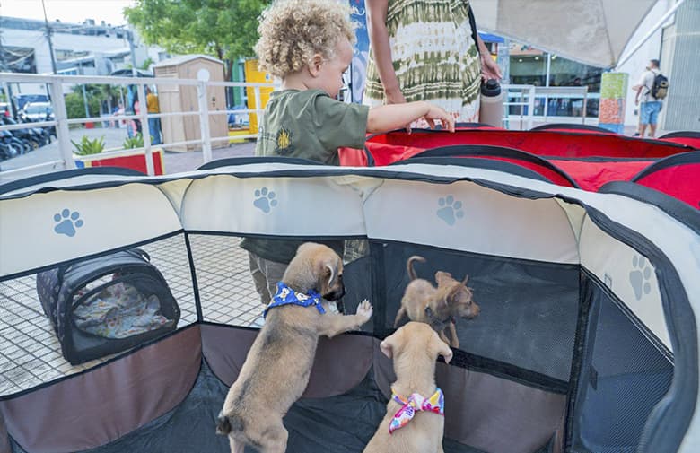 Cinco animalitos del albergue departamental encuentran hogar en nueva jornada de adopción