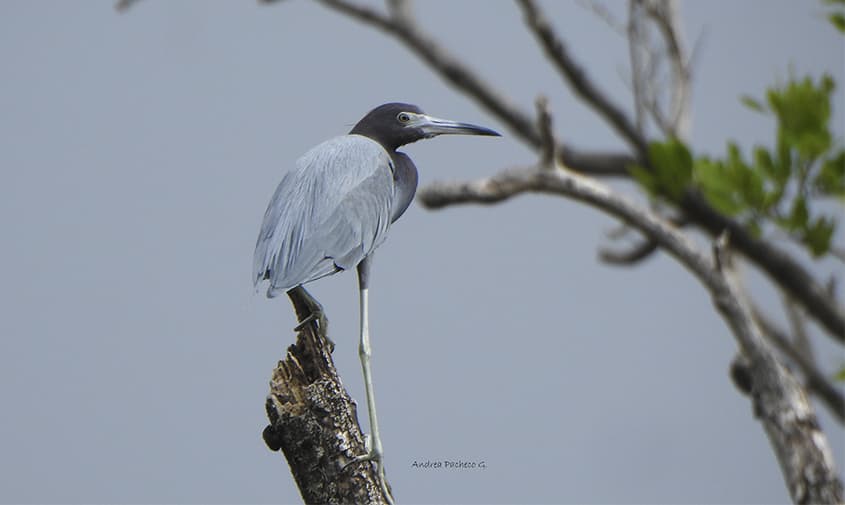 San Andrés se prepara para el mayor conteo de aves del mundo el próximo 9 de mayo