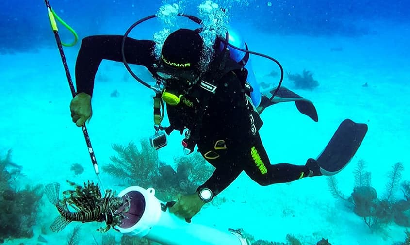 Termina cacería de pez león en aguas del Archipiélago con apoyo de la Dimar