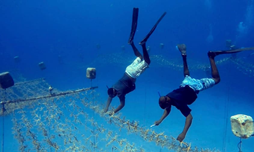 Colombia muestra al mundo sus avances en restauración de arrecifes de coral