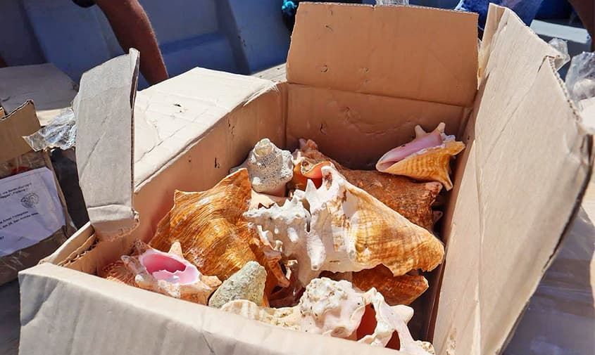 Devuelven al mar 300 kilos de organismos traficados desde el archipiélago