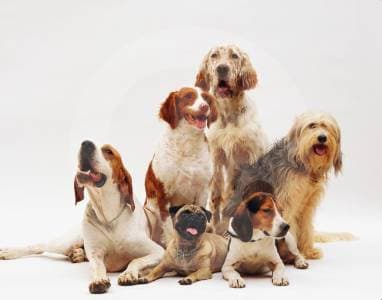 Funza abre primer centro municipal de esterilización animal gratuita en Colombia
