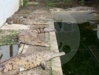 Cormacarena exige a la U. Nacional salvar 330 caimanes llaneros que mueren de hambre