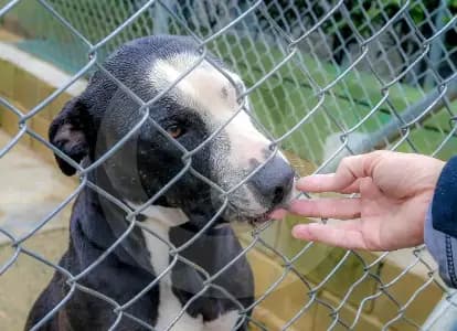 Búsqueda intensiva en Popayán por muerte de perrita a pedradas; video genera indignación en redes