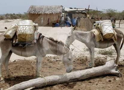 Cien mil animales muertos: el informe que expone cómo los grupos armados usaron bestias como armas de guerra