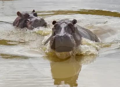 Juzgado respalda plan de eutanasia para hipopótamos de Escobar en Colombia