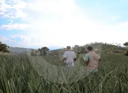 Finagro abre $147.000 millones en créditos baratos para campesinos colombianos