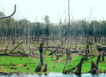 Fiscalía lleva a juicio a 12 menonitas por deforestar 100 hectáreas en el Meta