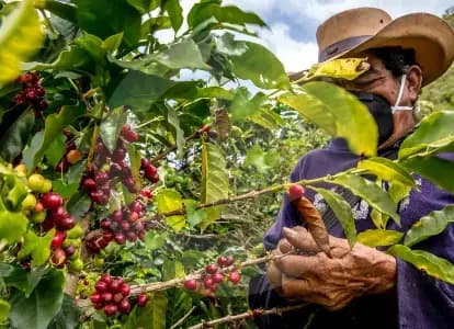 La extorsión a caficultores se dispara 70% en una década y ya alcanza todo el país