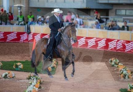 Los caballos colombianos mueven $6 billones anuales y generan casi 480.000 empleos