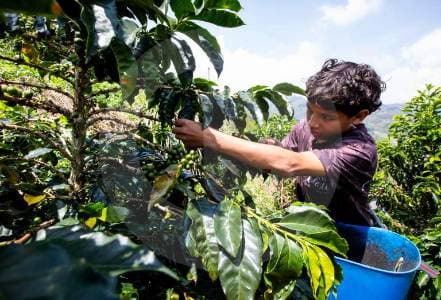 El calor extremo amenaza los cafetales de Colombia: ya son 48 días extra de temperaturas dañinas