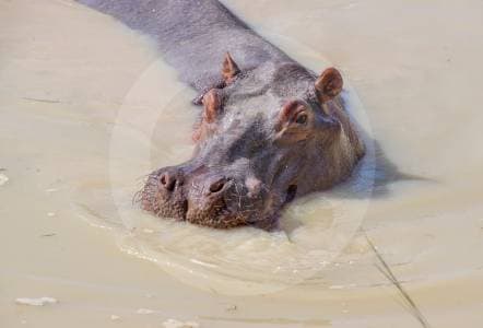 Siete países se echaron atrás: Colombia quedó sin salida para sus hipopótamos invasores