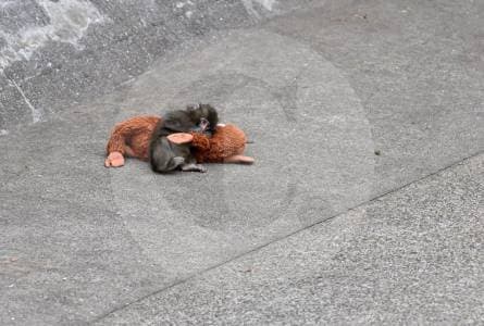 Punch, el mono bebé que abraza un peluche, genera polémica en redes tras video de confrontación