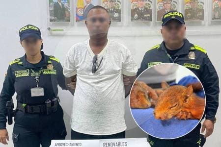 Capturado en aeropuerto de Cartagena intentando traficar ardillas sedadas: una murió