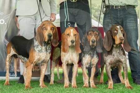 Colombia logra reconocimiento mundial para su primera raza de perro 100% nacional