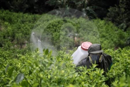 Coca en Colombia: cultivos ilícitos crecen 3,5% y alcanzan 261.000 hectáreas en 2024