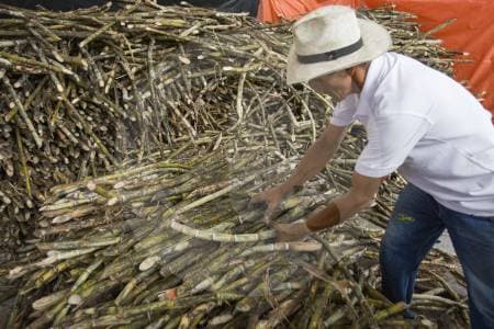 Caña de azúcar: precios a la baja, inseguridad y desempleo amenazan 280 mil empleos en Colombia