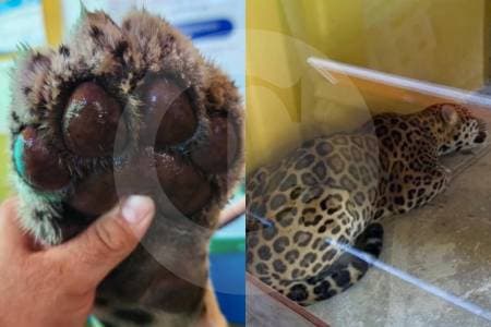 Rescatan jaguar de 110 kilos herido en la Universidad Nacional de Leticia