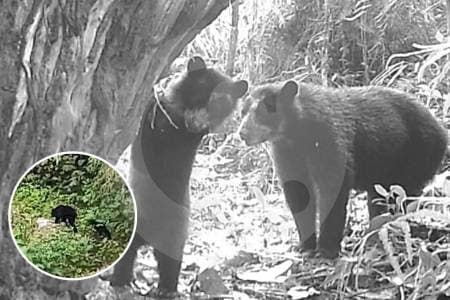 Nacen osos de anteojos en el Huila: un respiro para la conservación en la región